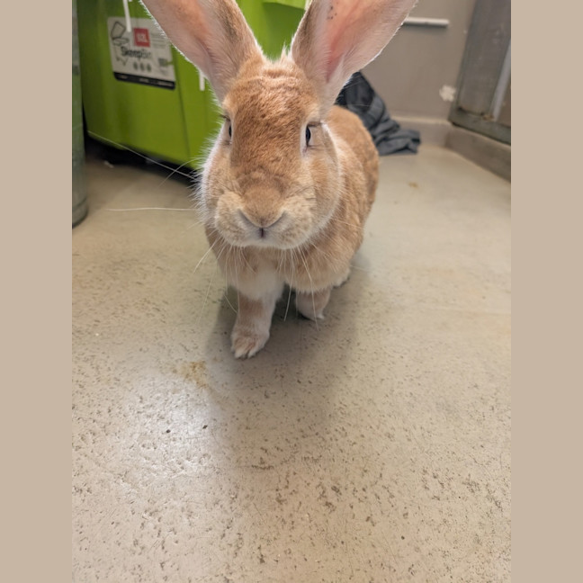 Photo of Caramel