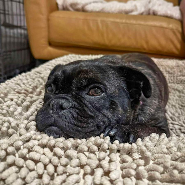 Photo of 🍇Raisin🍇