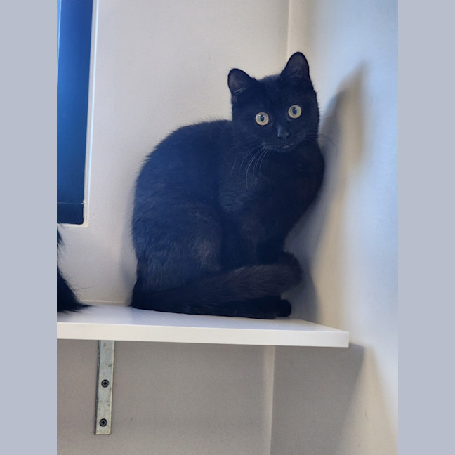 Photo of Panther