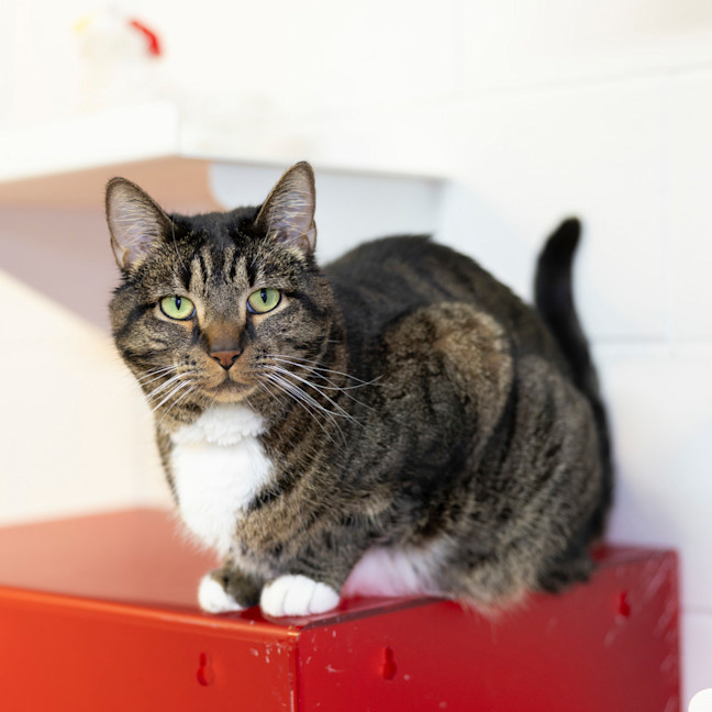 Photo of Tiger  Lily