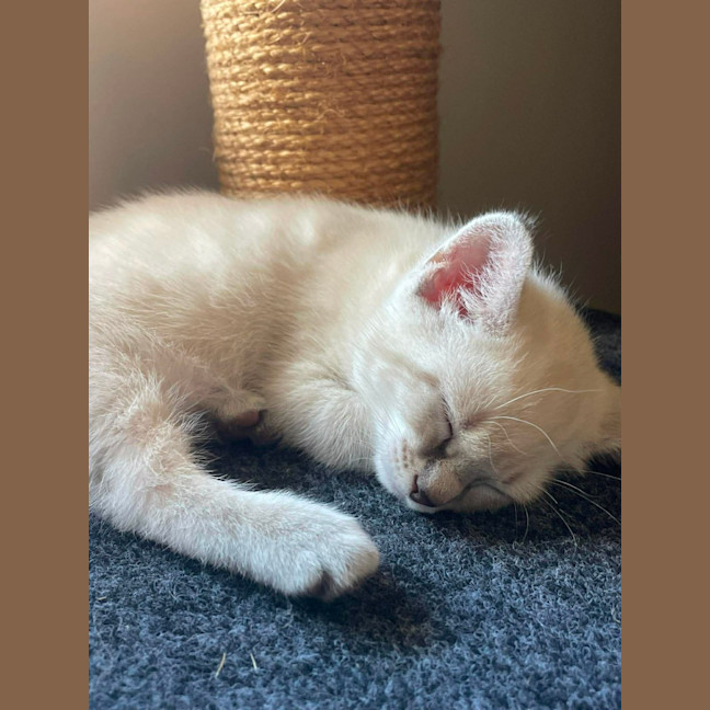 Photo of Luna