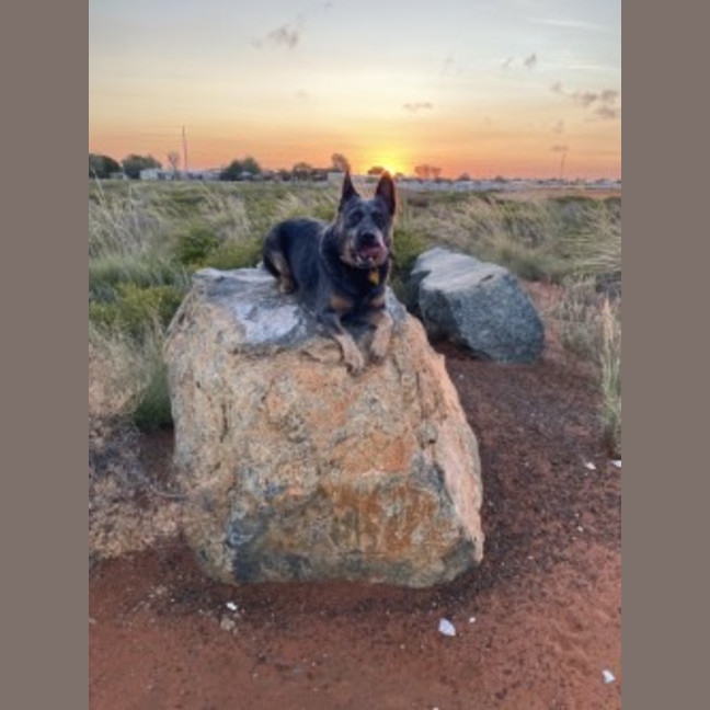 Photo of Dusty