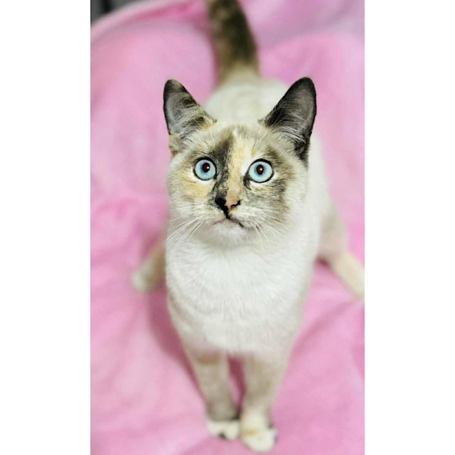 Photo of 12557   Selene