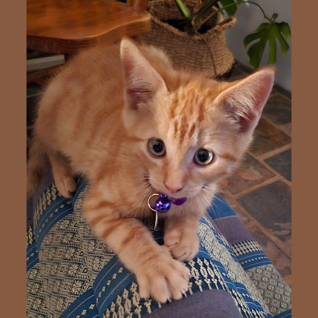 Photo of Chai