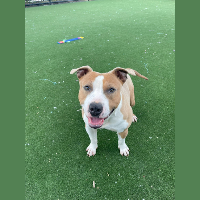 Photo of Peanut Imp 1312