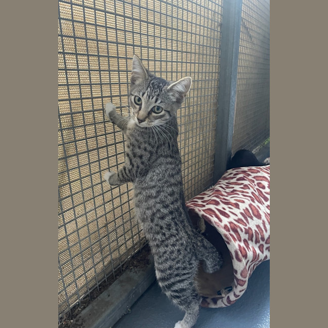 Photo of Willow