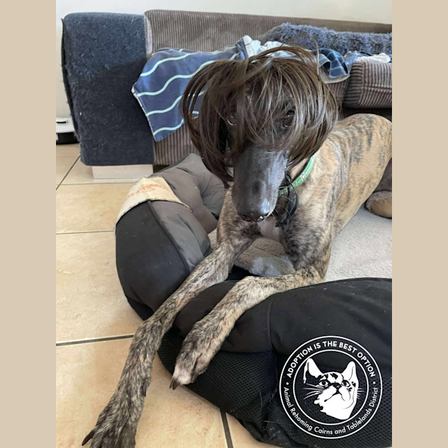 Photo of Meg (Little Meg)