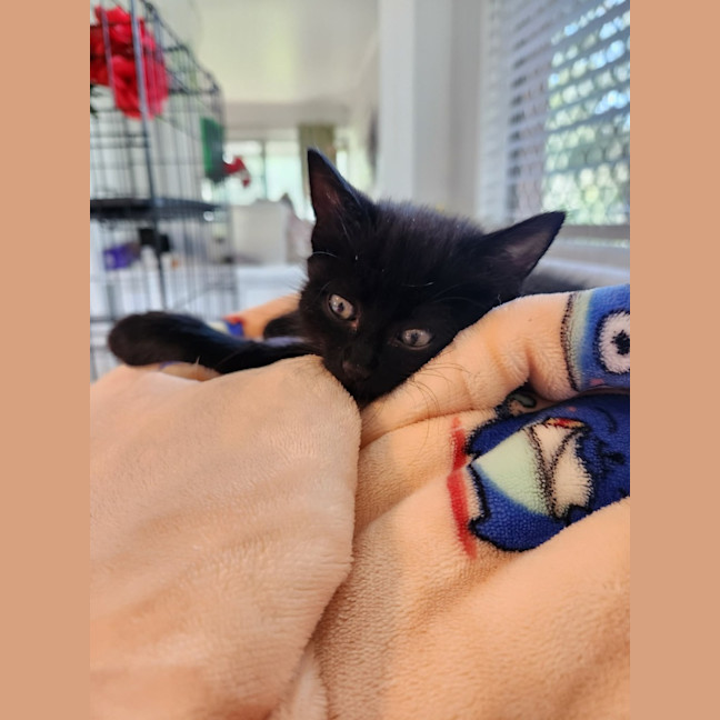 Photo of Luna