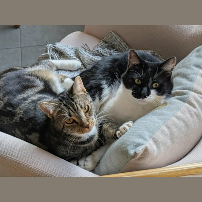 Photo of Hugo *9 Lives Project Rescue*