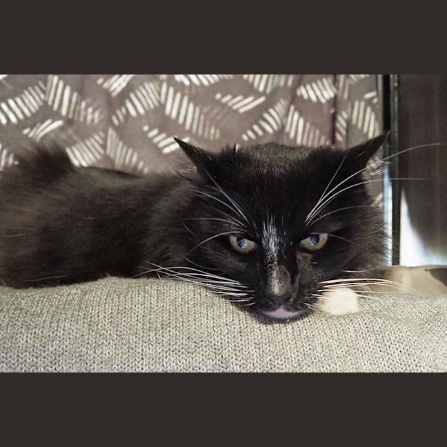 Photo of Coco