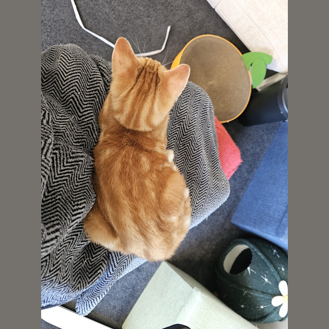 Photo of Splat