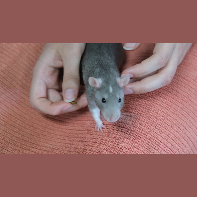 Photo of Ichabod