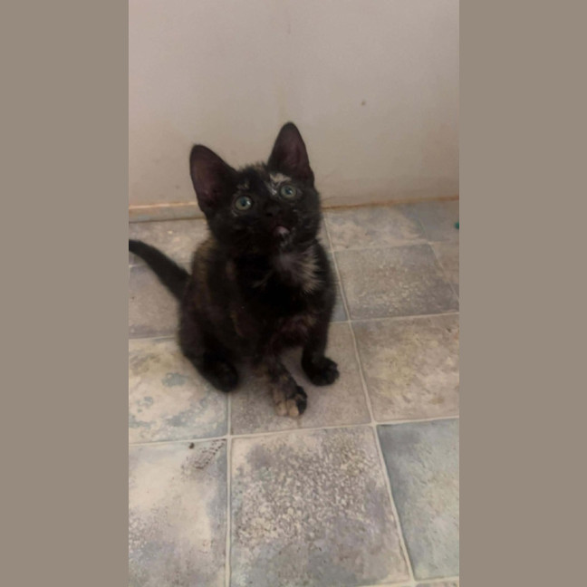 Photo of Chilli Bean