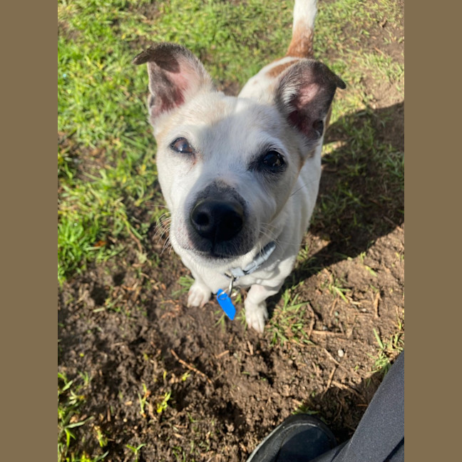 Photo of Pixie
