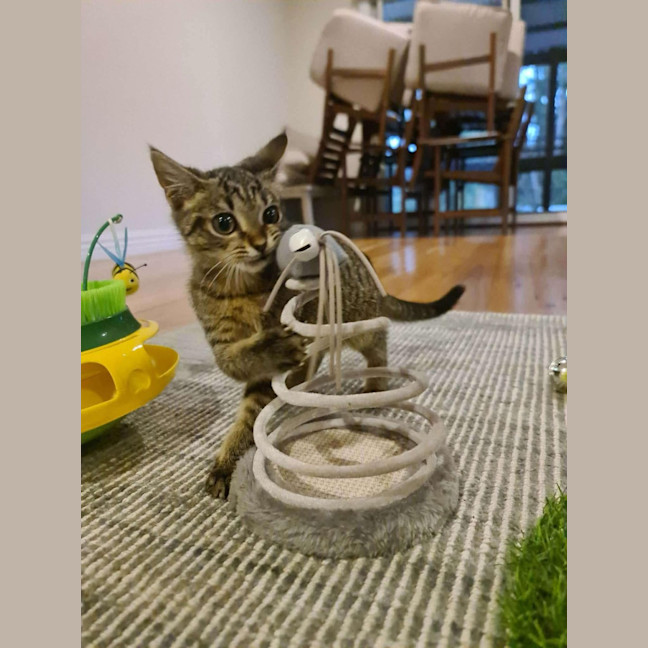 Photo of Eddy   In Foster Care In Ashburton