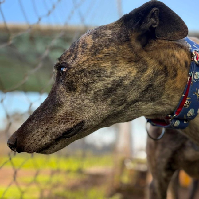 Photo of Pecco The Greyhound