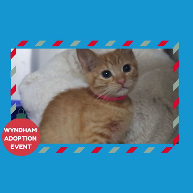 Photo of Marmalade
