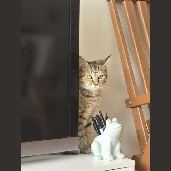 Photo of Cinnamon 