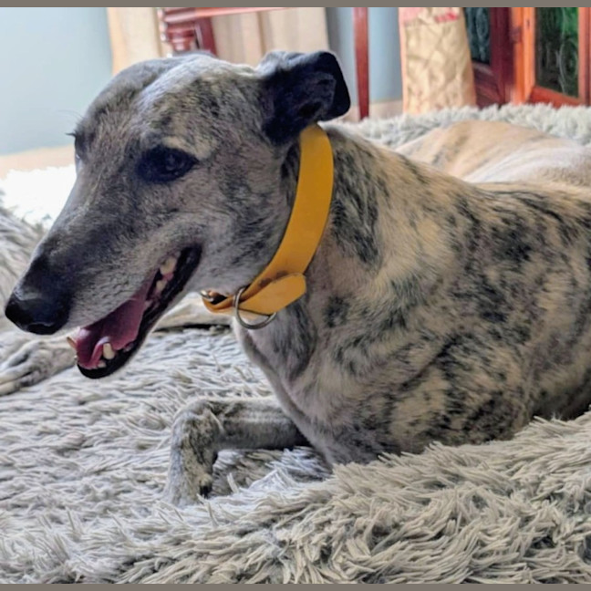 Photo of Silver, The Greyhound
