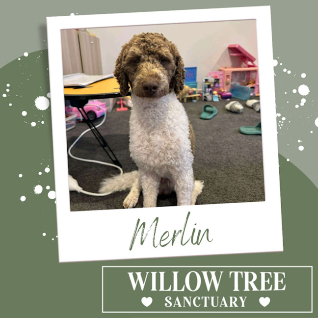 Photo of Merlin