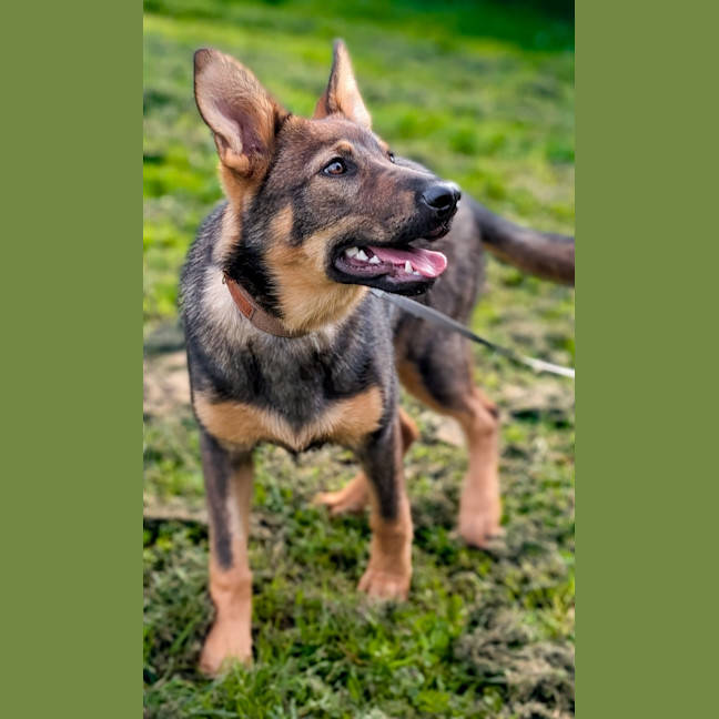 Photo of Rin Tin Tin 