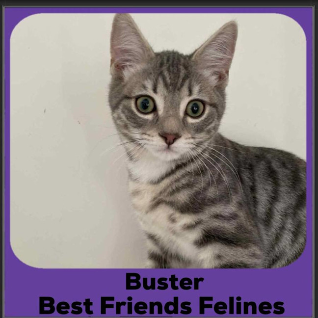 Photo of Buster 