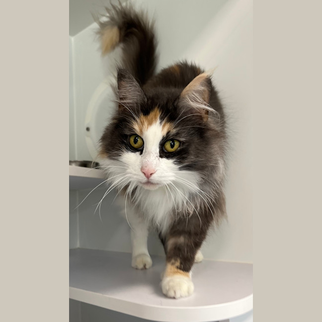 Photo of Artemis