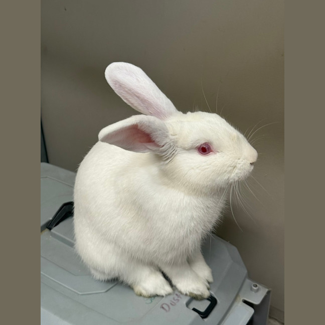 Photo of Bun Jovi