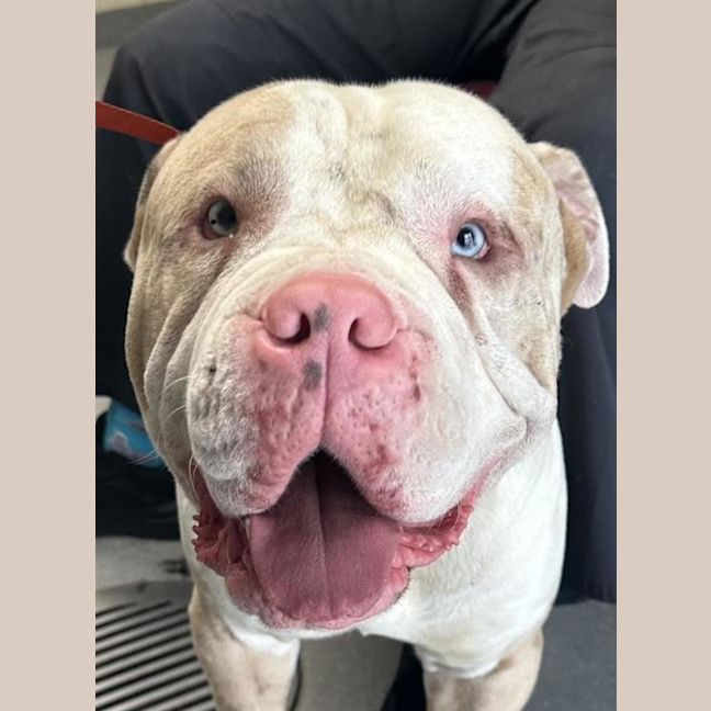 Photo of Hercules