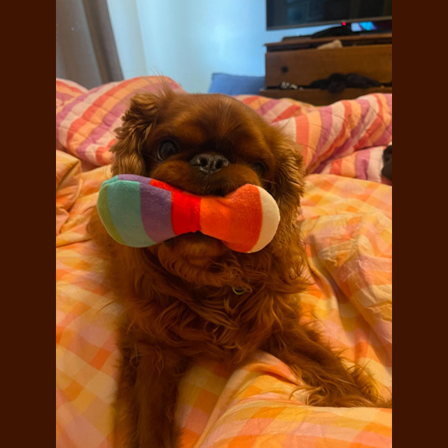 Photo of Muppet