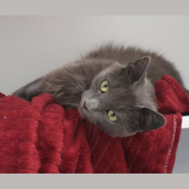 Photo of Layla