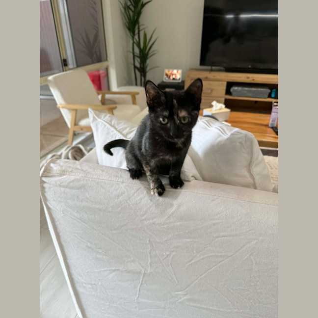 Photo of Chilli Bean