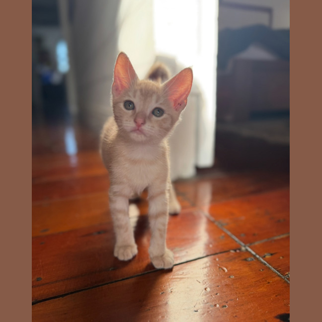 Photo of Peter Rabbit 