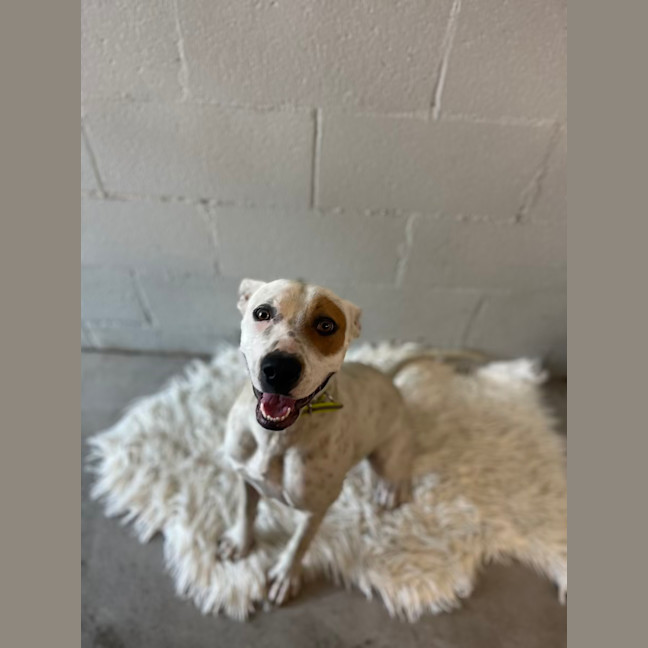 Photo of Pirate