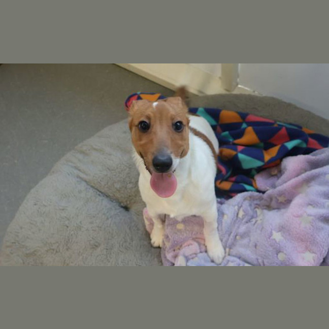 Photo of Rosco