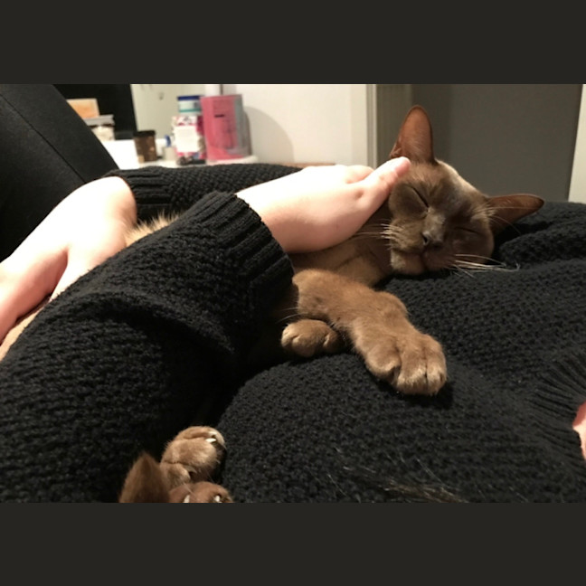 Photo of 🐾 Bonded Burmese Brothers Seeking A Forever Home 