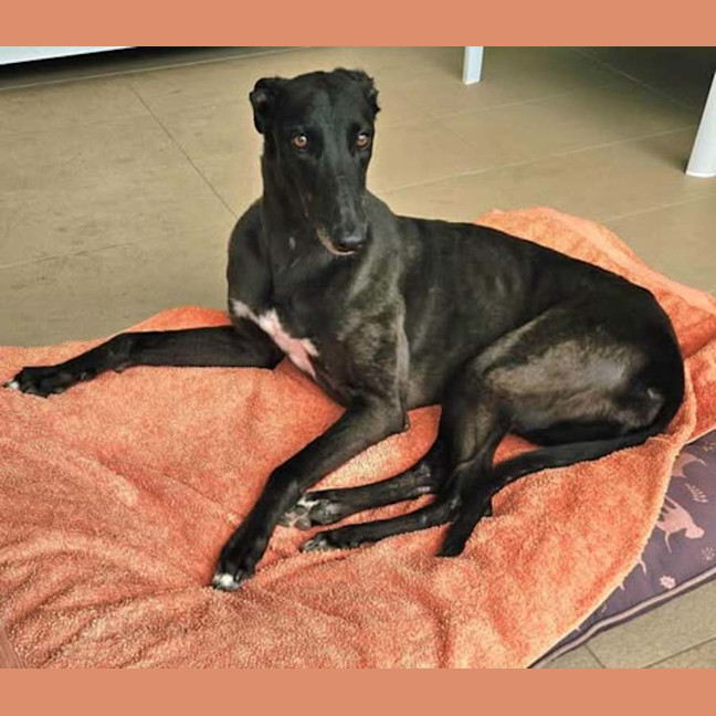 Photo of Freda, The Greyhound