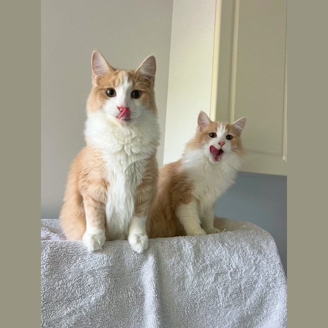 Photo of Tommy & Jerry