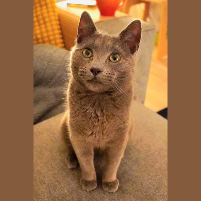 Photo of Taro
