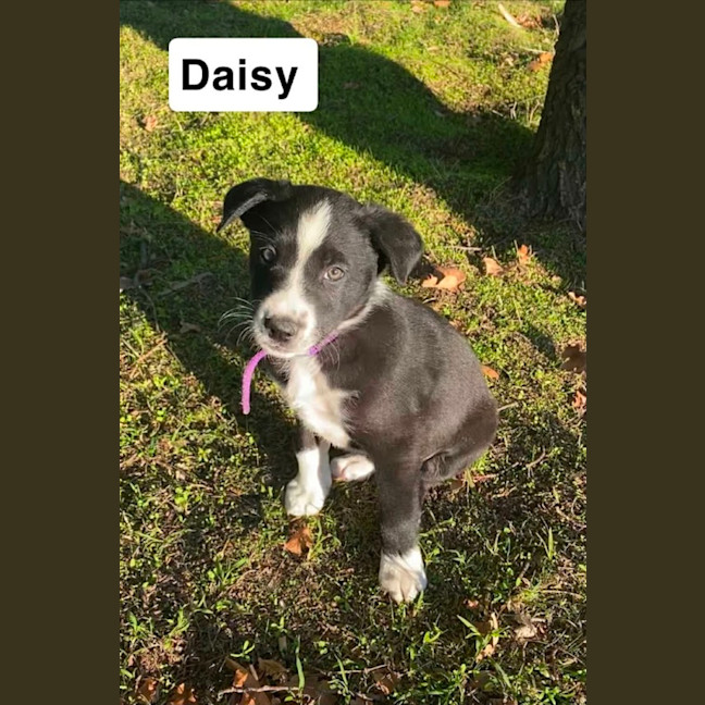 Photo of Daisy ~ 8 Week Old Border Collie X Puppy