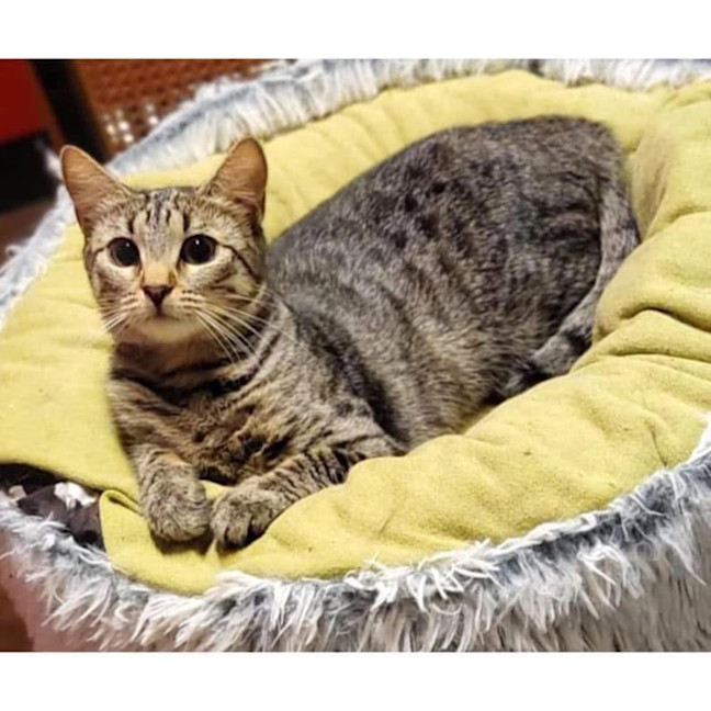 Photo of 10956   Jalepeno