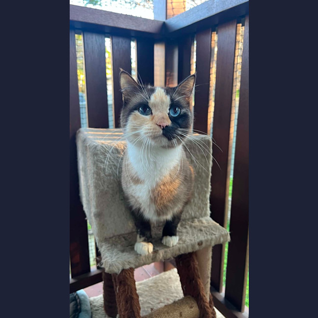 Photo of Crumpet