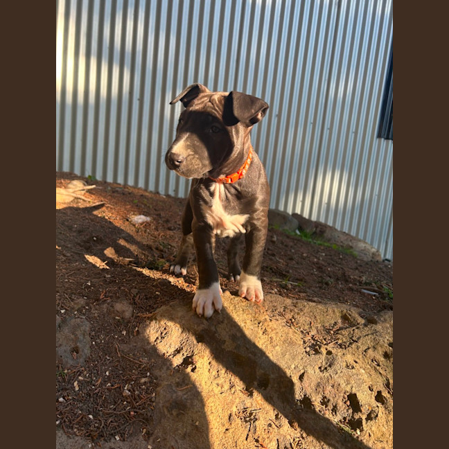 Photo of Semillion