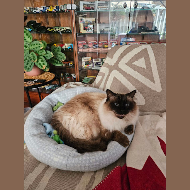 Photo of Moose
