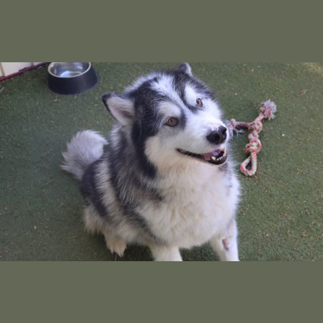 Photo of Angus