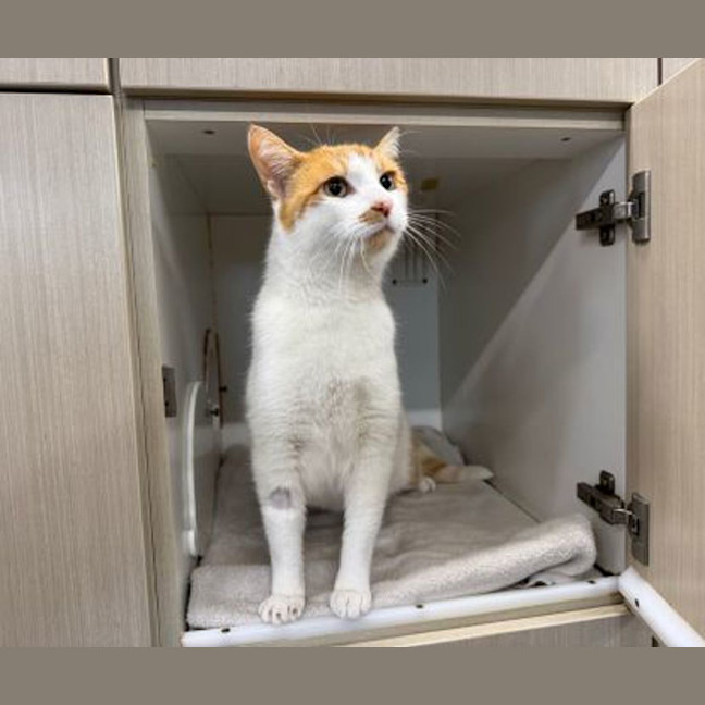 Photo of Ginger
