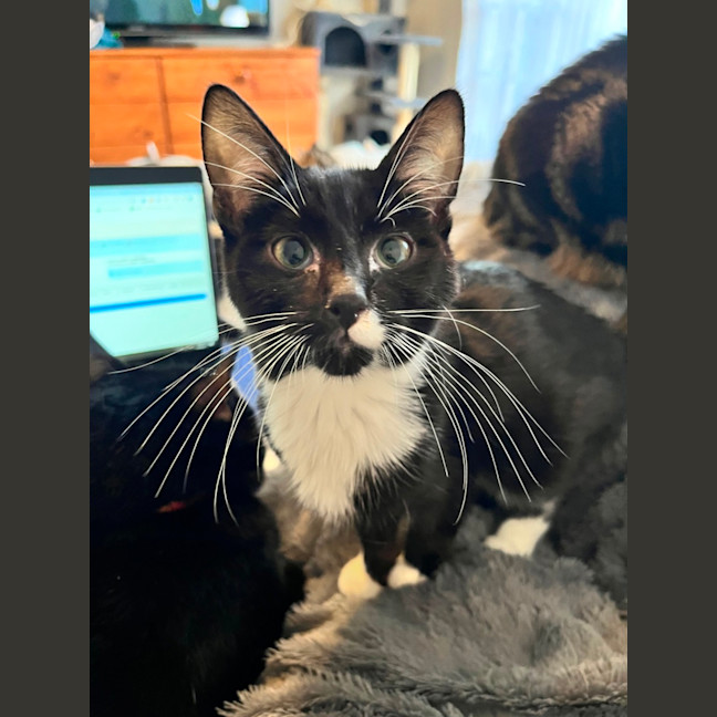 Photo of Biscuit *9 Lives Project Rescue*