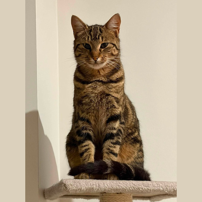 Photo of Parsnip