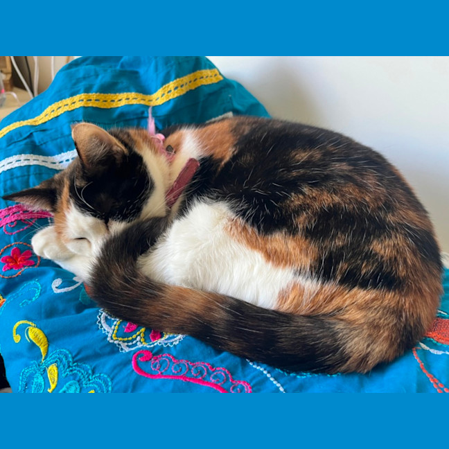 Photo of Zha Zha Gapurr *9 Lives Project Rescue*