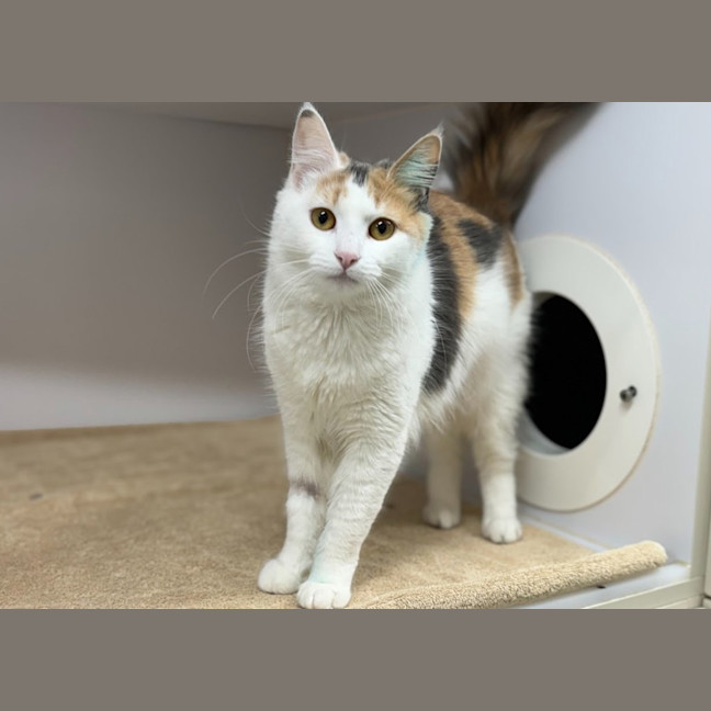 Photo of Cece